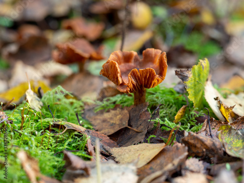 Brown Fungi on Woodland Floor