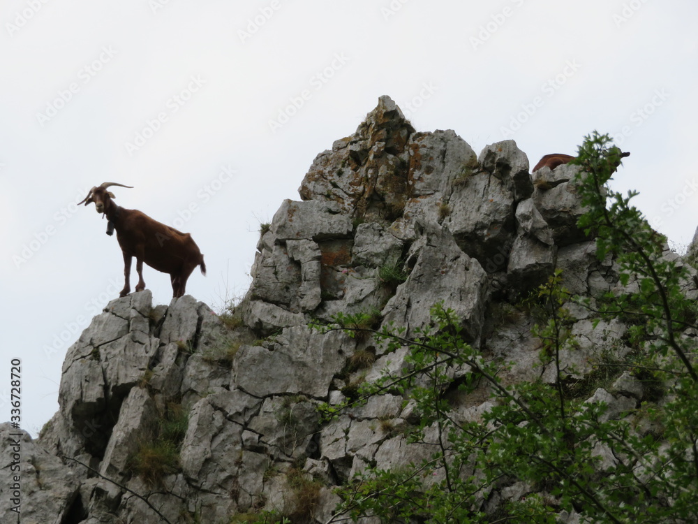 Beautiful goats in freedom eating grass of the field and the mountain Beautiful goats in freedom eating grass of the field and the mountain