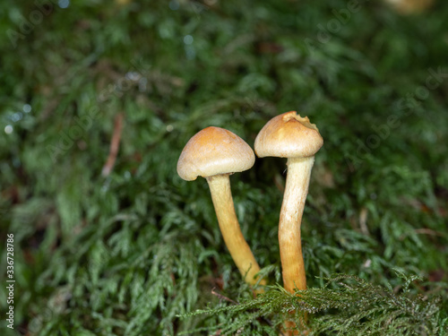 Brown Fungi on Woodland Floor