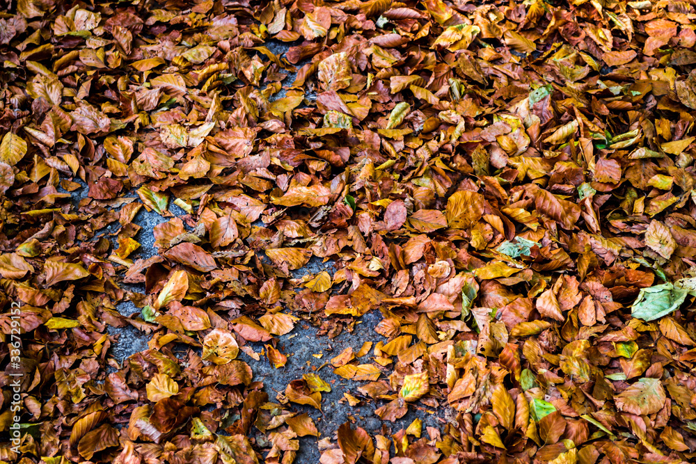 Leafs carpet Leafs carpet