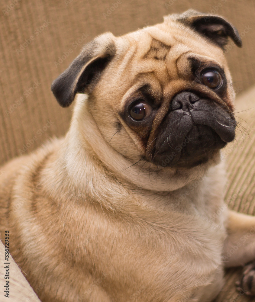 pug dog portrait