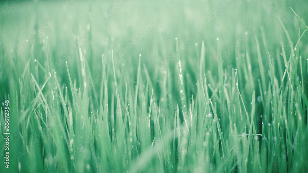 grass, natural spring background blurred green, selective focus