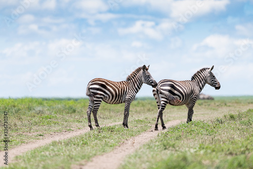 2 Zebras standing in the wild Tanzanian Savanna 