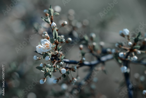 A branch of a flowering tree against a blurred background