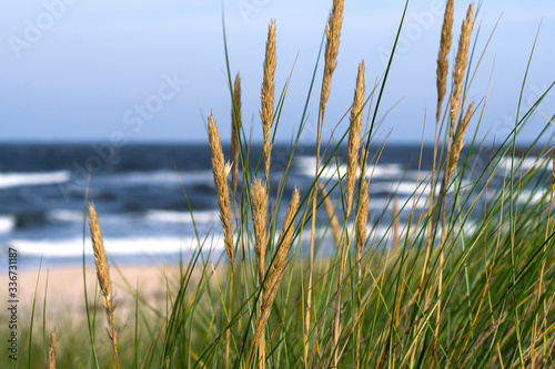 Blick durch D  nengras auf Strand mit Wellengang an der Ostsee
