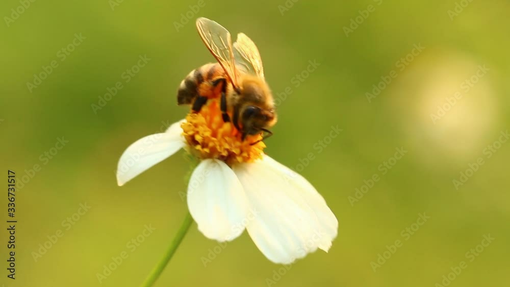 Bee eating pollen of flower in the field, Chiangmai province Thailand