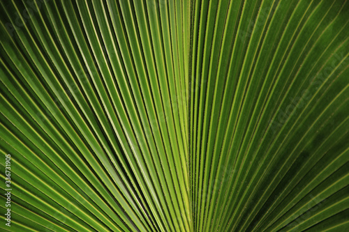 Natural Green Textured Background Hd. Palm Leaf Close-up.