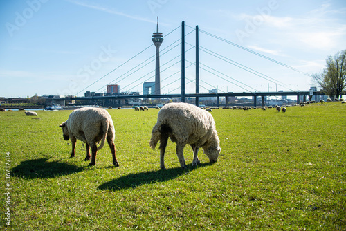 Schafe und Ziegen auf den Rheinwiesen in Düsseldorf photo