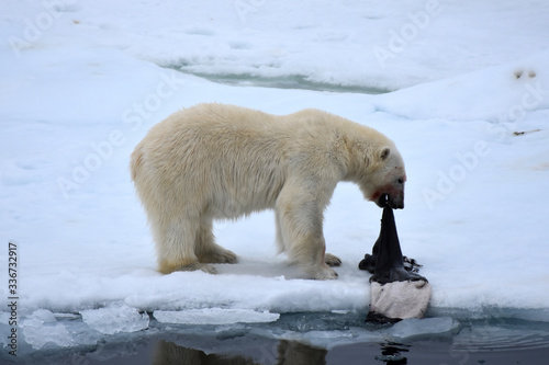 фотографія Polar bear playing with sealskin in Svalbard Archipelago, Norway