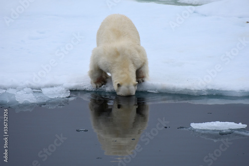 Принти на полотні Polar bear playing with sealskin in Svalbard Archipelago, Norway