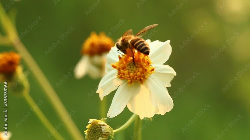 Bee eating pollen of flower in the field, Chiangmai province Thailand Bee eating pollen of flower in the field, Chiangmai province Thailand
