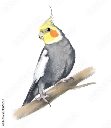 Grey and yellow corella (cockatiel). Wild birds of Australia. Parrot sitting on a branch. Hand drawn watercolor illustration isolated on white background.