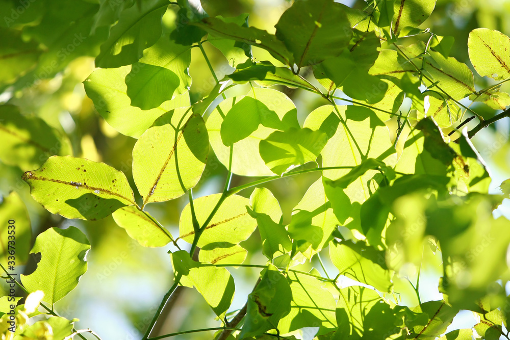 Leaves Tropical forest trees texture background wallpaper Leaves Tropical forest trees texture background wallpaper