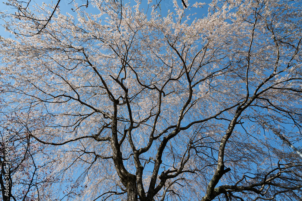 Obraz premium Sakura in Yoshino, Nara, 2020