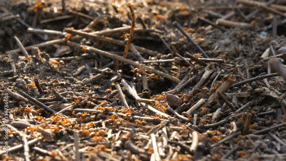 Ants nest anthill red wood spring close up wild insect nature