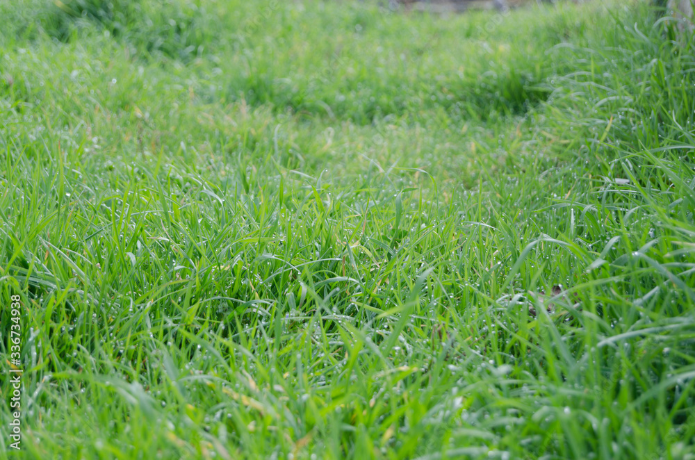 Close up green grass field with raindrops Close up green grass field with raindrops