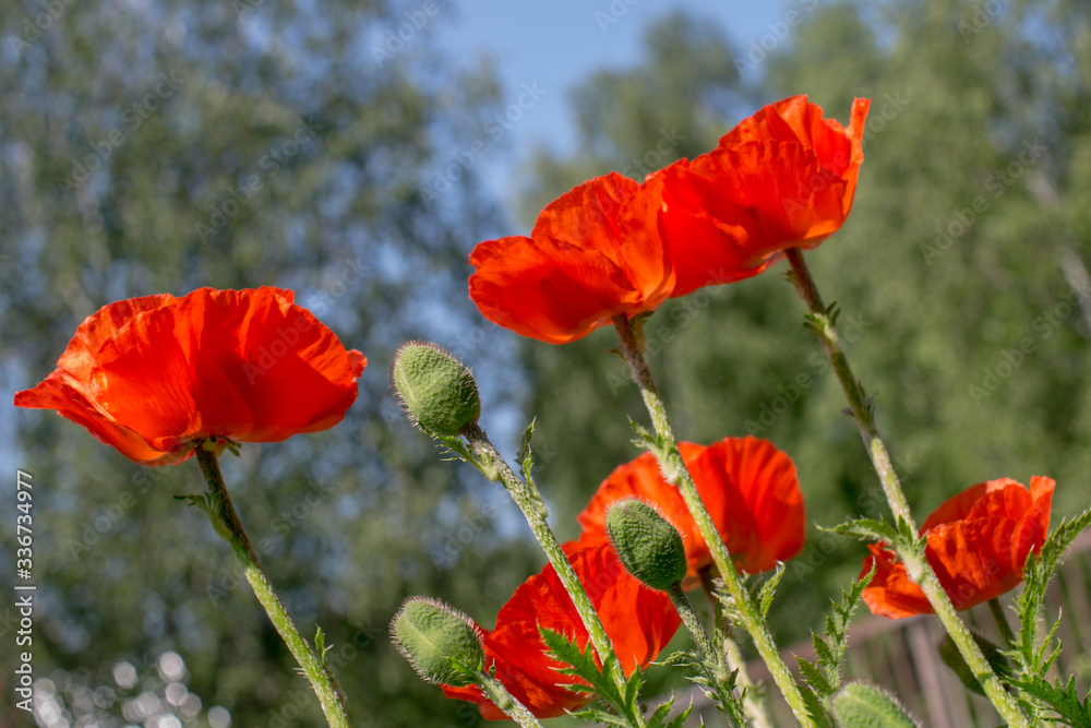 poppy flowers in bloom against the sky and trees, side view