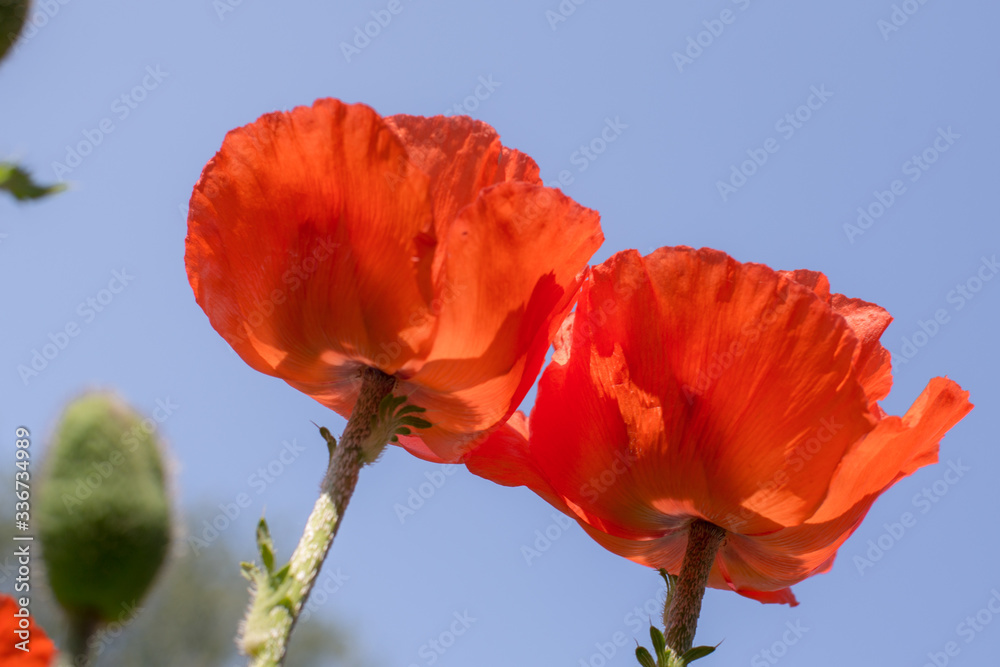 Obraz premium oppy flowers blooming against the sky, bottom view