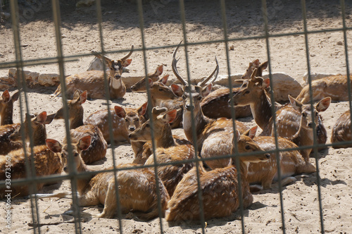 Native Israeli deer. The pack leader is alarmed. Animal corner in Lachish Park. Ashdod, Israel. photo