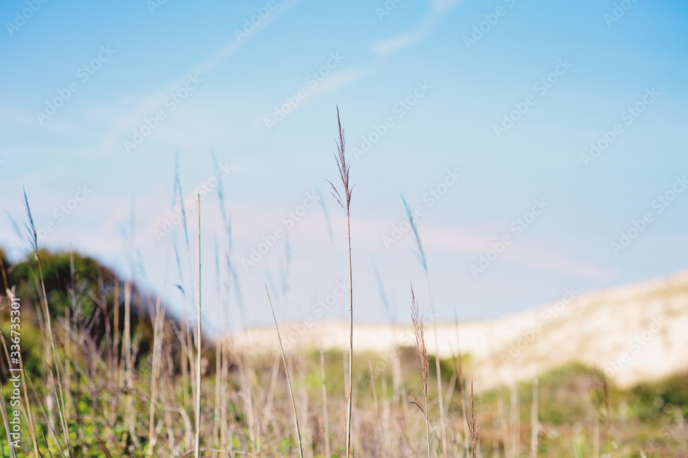Fototapeta premium Plage des landes