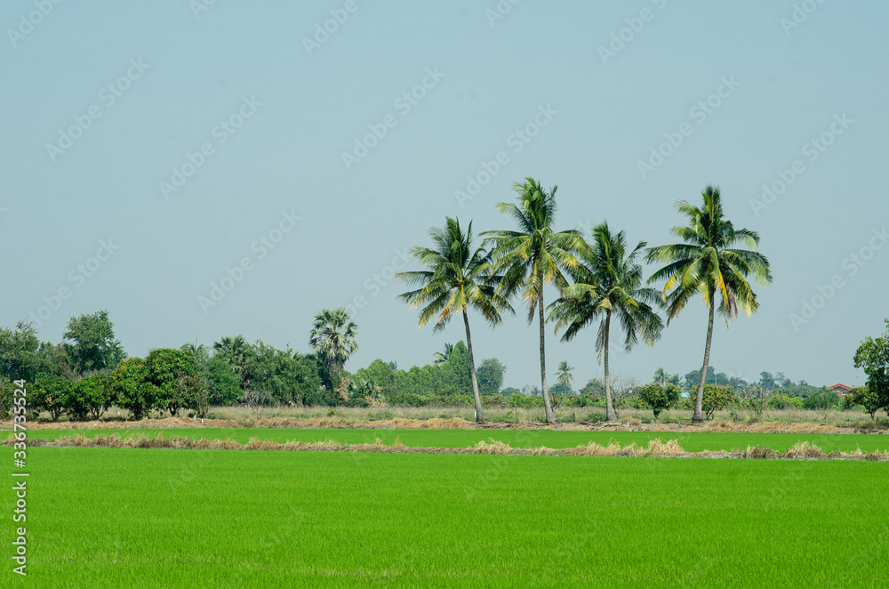 green rice field and blue sky Thailand