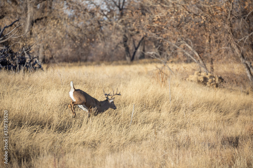Whitetail Deer Buck Rutting in Colorado in Fall