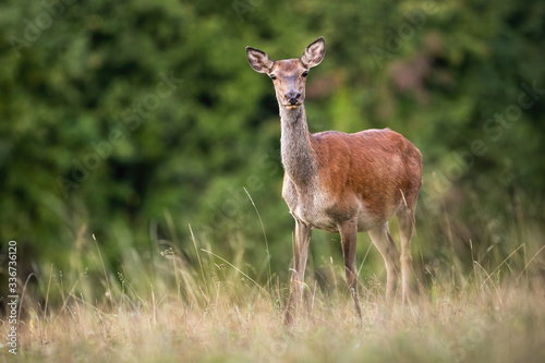 Obraz na plátně Alert red deer, cervus elaphus, hind looking into camera on a meadow with dry grass in summer