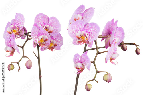 Branch of pink phalaenopsis or Moth orchid from isolated on white background