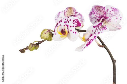 Branch of phalaenopsis or Moth orchid from isolated on white background