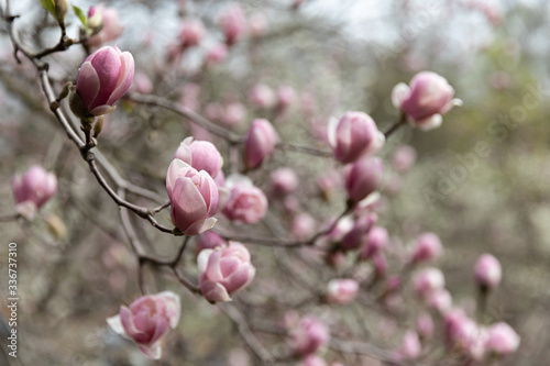 Magnolia tree blossom.