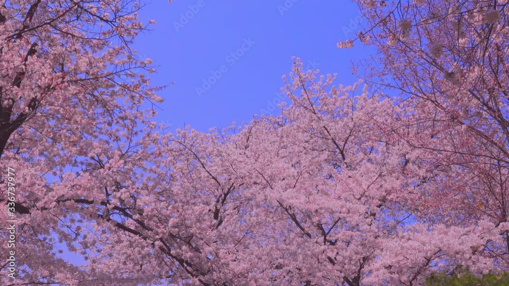 Cherry Blossom Trees Blooming in Springtime Cherry Blossom Trees Blooming in Springtime