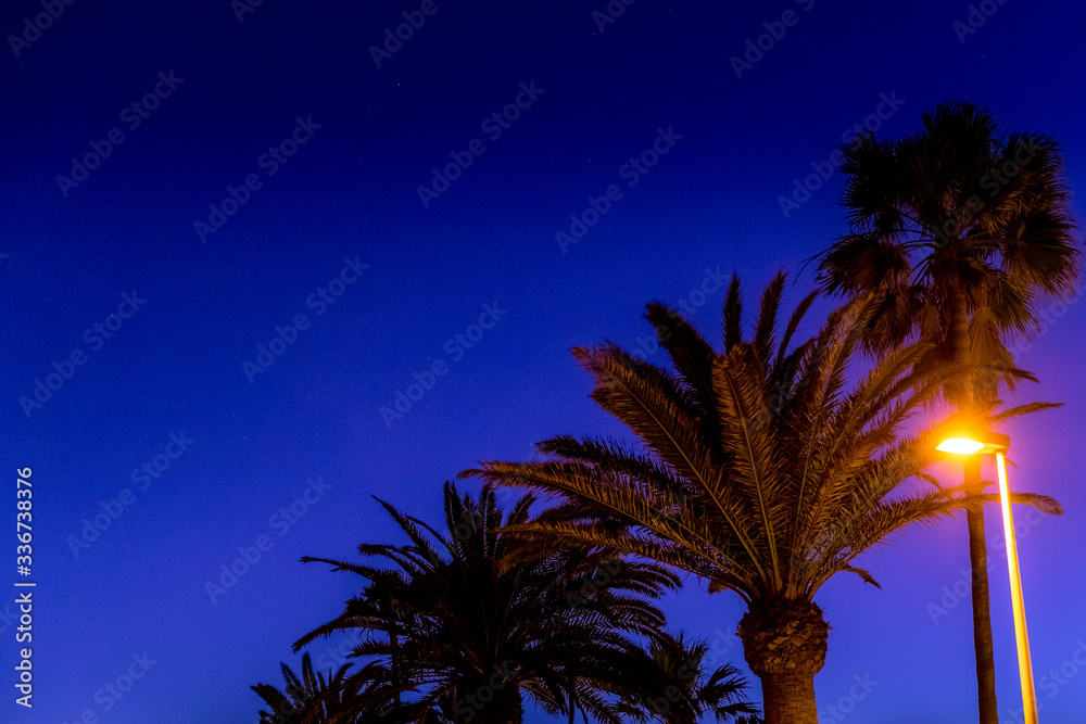 Palm trees on the beach captured during the sunset Dark background of