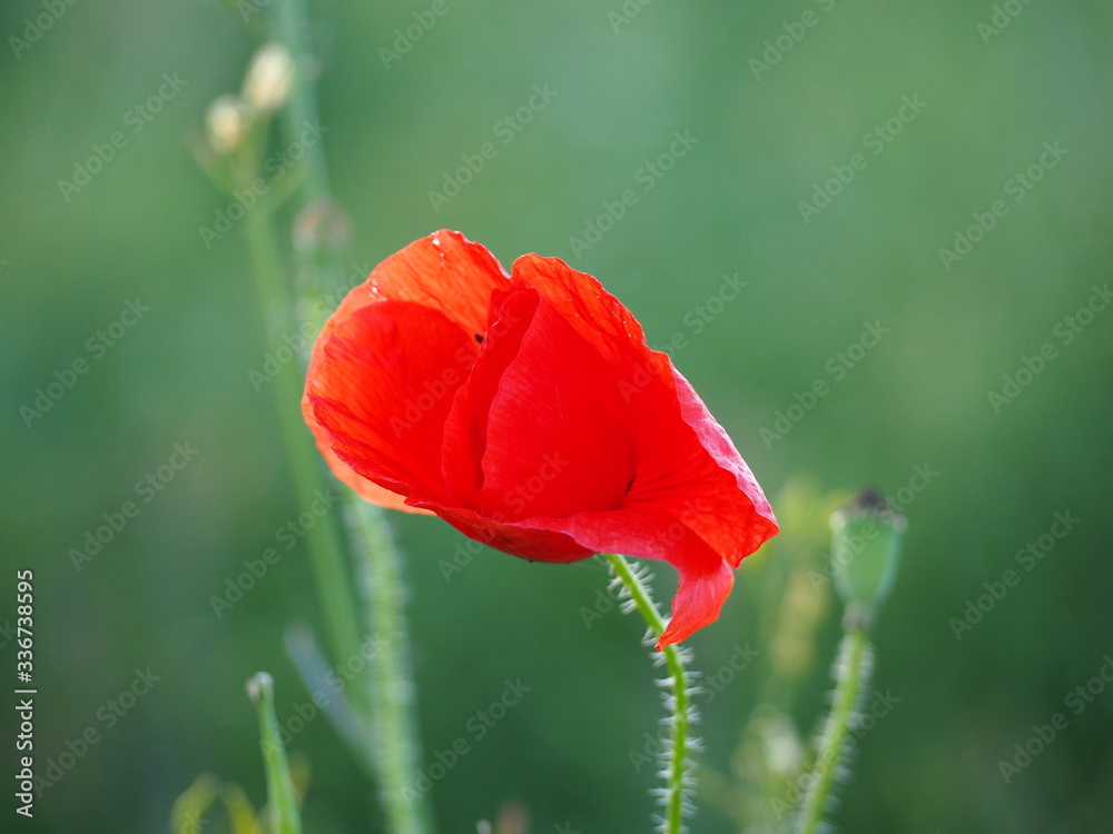 Obraz premium OLYMPUS DIGITAL CAMERA