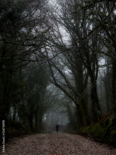 Lonely person on a foggy day in a portuguese forest (Corno de Bico, Paredes de Coura) photo