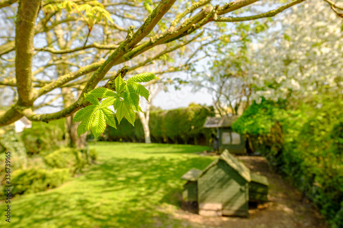 Shallow focus of new foliage seen on a horse chestnut tree in late spring. A wooden chicken coup and Wendy house is seen in the background of a large garden.