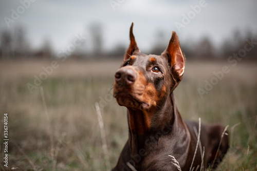 Fotografi dog dobermann brown and tan red cropped portrait head doberman