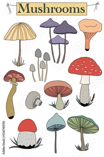 Set of mushrooms. Nature and autumn 