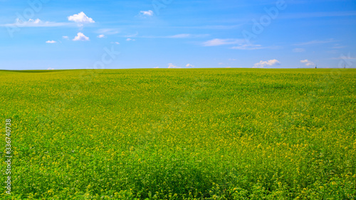 a field of flowering rape on a sunny day