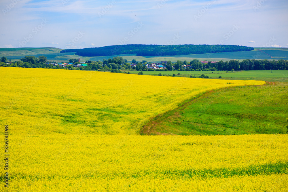 a field of flowering canola on a sunny day in the distance the village