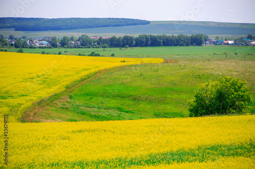 a field of flowering canola on a sunny day in the distance the village