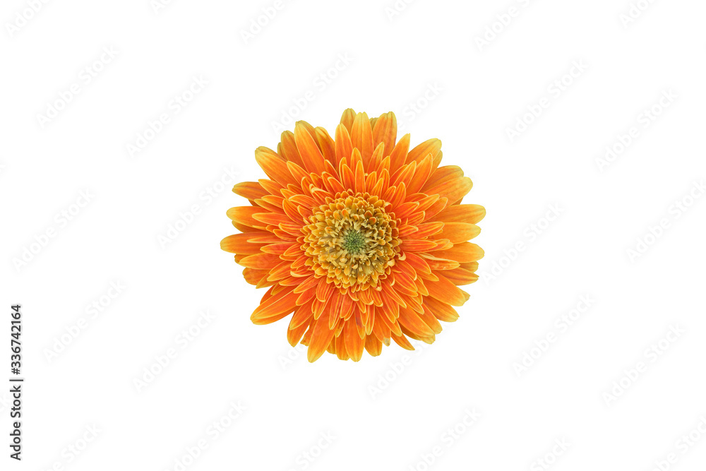 Isolated gerbera flowers with clipping paths. Isolated gerbera flowers with clipping paths.