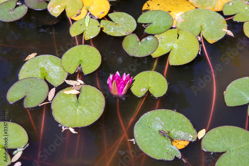 Aquatic lotus flowers