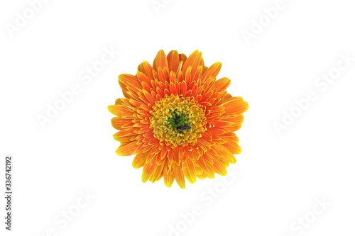 Isolated gerbera flowers with clipping paths.