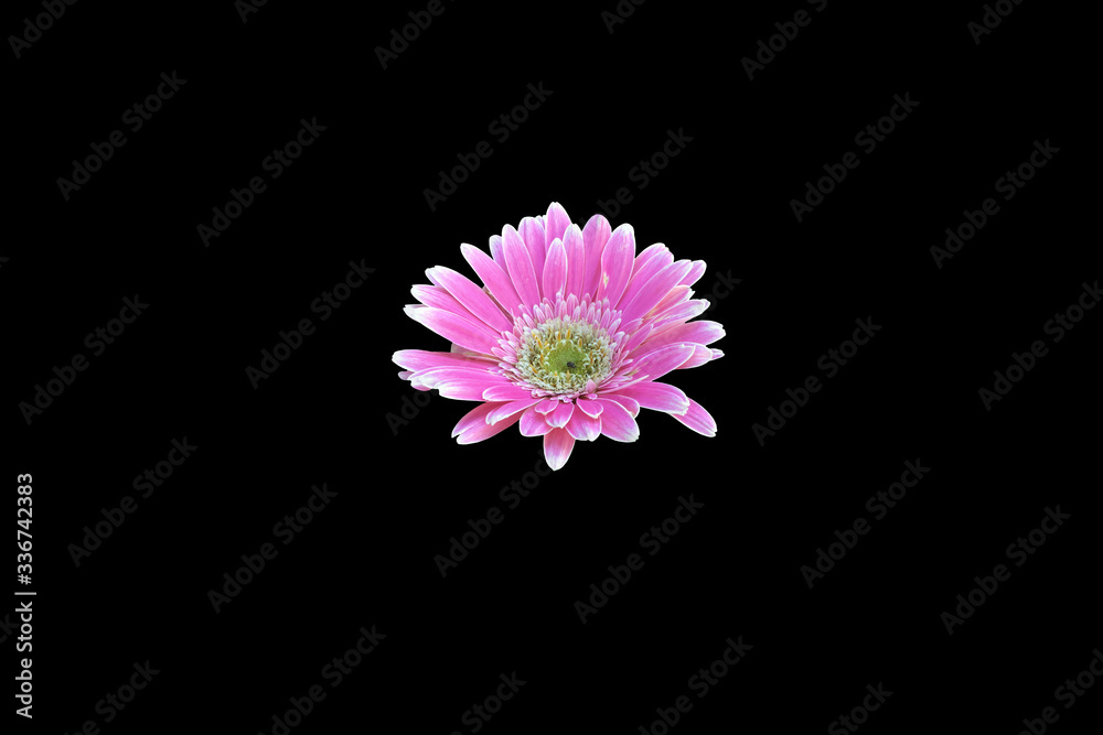 Isolated gerbera flowers with clipping paths. Isolated gerbera flowers with clipping paths.