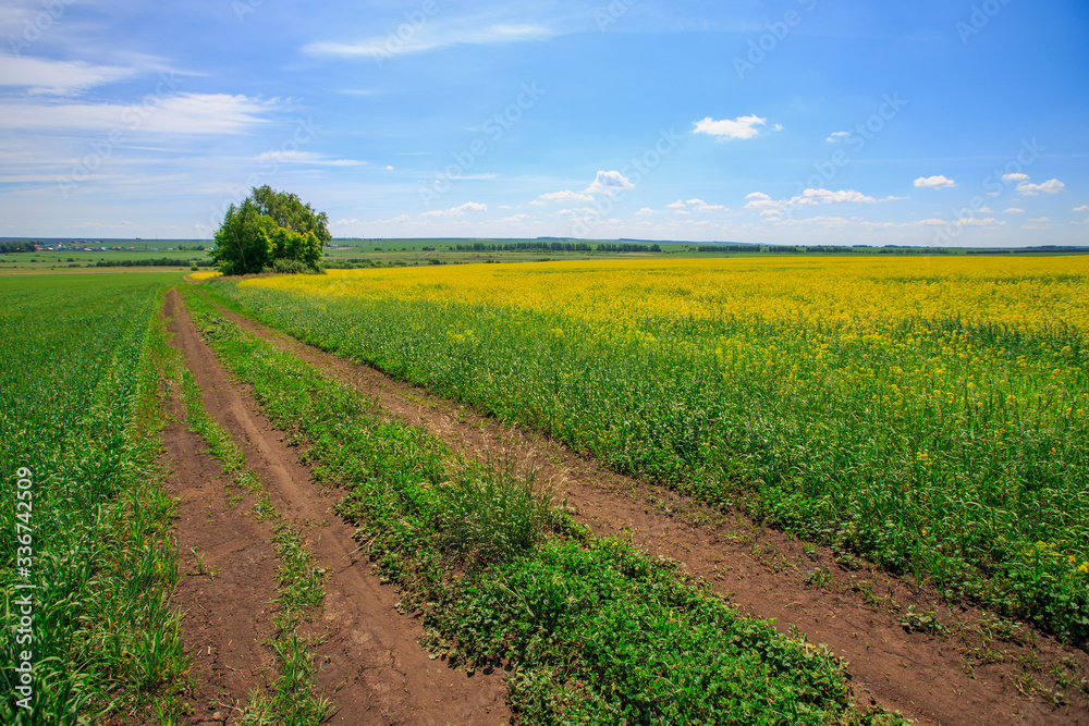 unpaved country road in a field of blooming canola on a sunny day unpaved country road in a field of blooming canola on a sunny day
