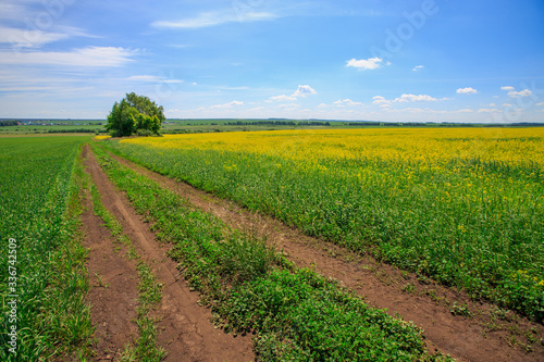 unpaved country road in a field of blooming canola on a sunny day