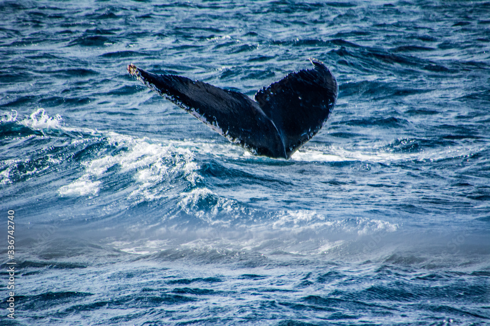 Fototapeta premium Whale tail in the Australian ocean