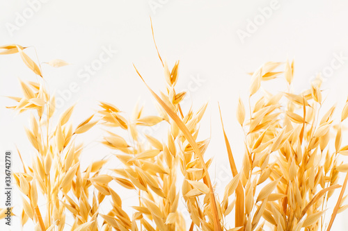 Golden ripe plant ears of oats on a white background, isolated from the background. Selective focus.