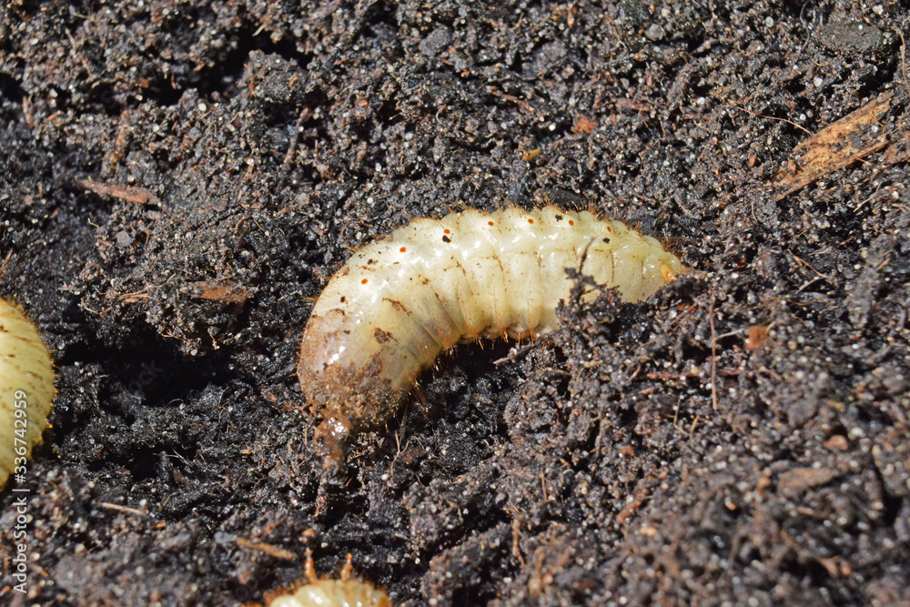 Larves de cétoine dorée, ces vers blancs sont utiles en améliorant les composts des jardiniers