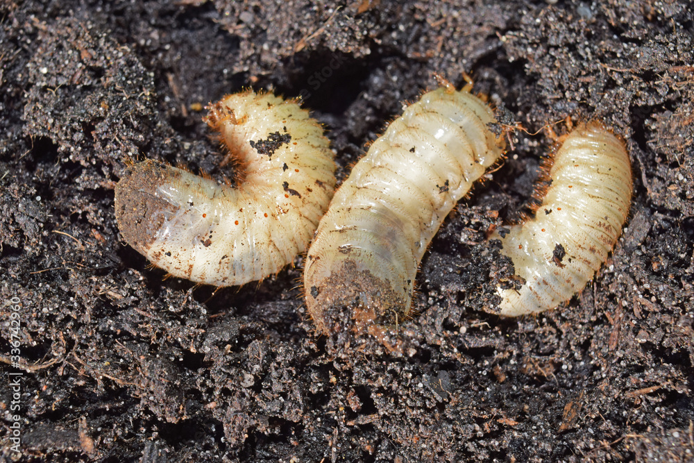 Larves de cétoine dorée, ces vers blancs sont utiles en améliorant les composts des jardiniers